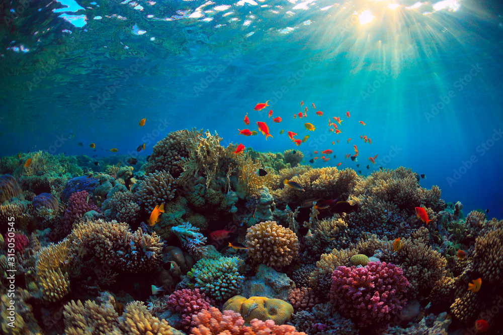 Obraz na płótnie coral reef with fish