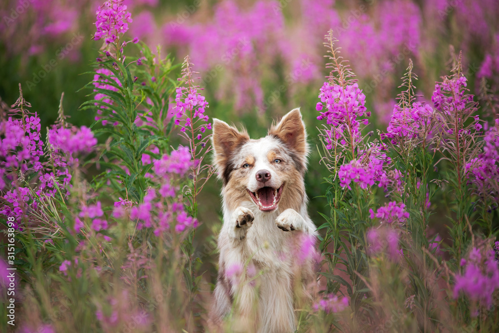 Obraz Tryptyk Dog in lilac flowers. Border