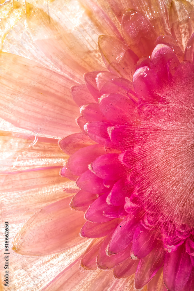 Obraz Dyptyk frozen pink flower in ice