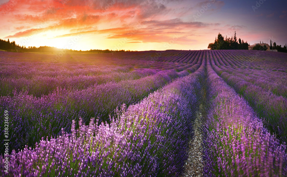 Obraz Tryptyk View of lavender field at