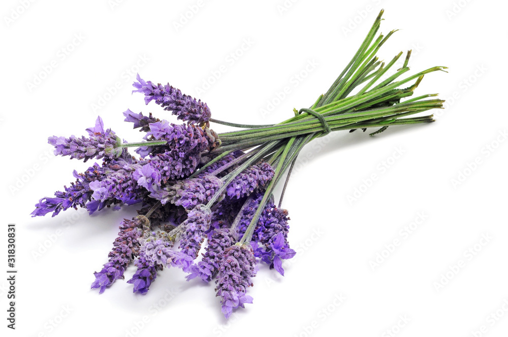 Obraz Tryptyk lavender