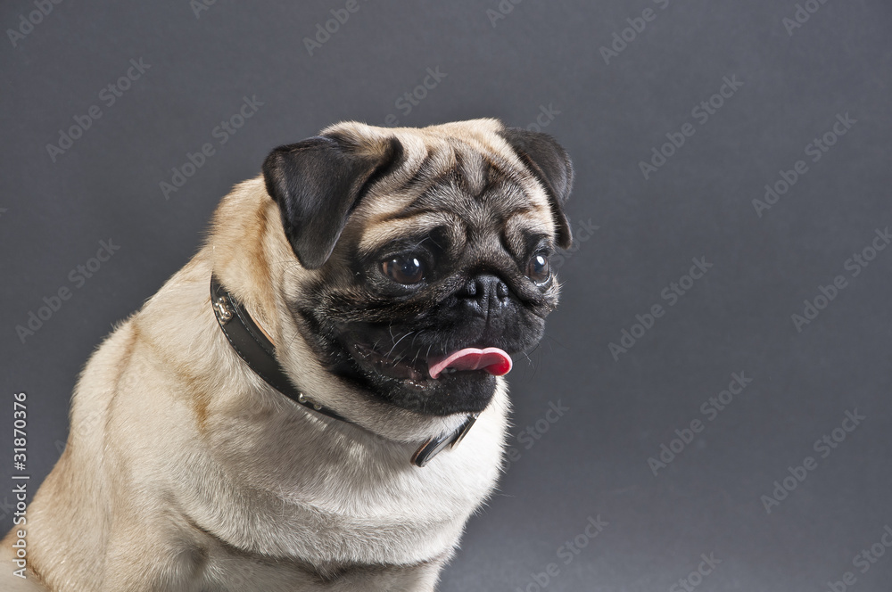 Obraz Tryptyk Seated mops puppy looking away