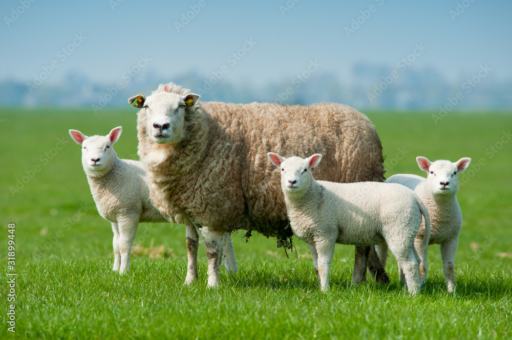 Obraz Pentaptyk Mother sheep and her lambs in