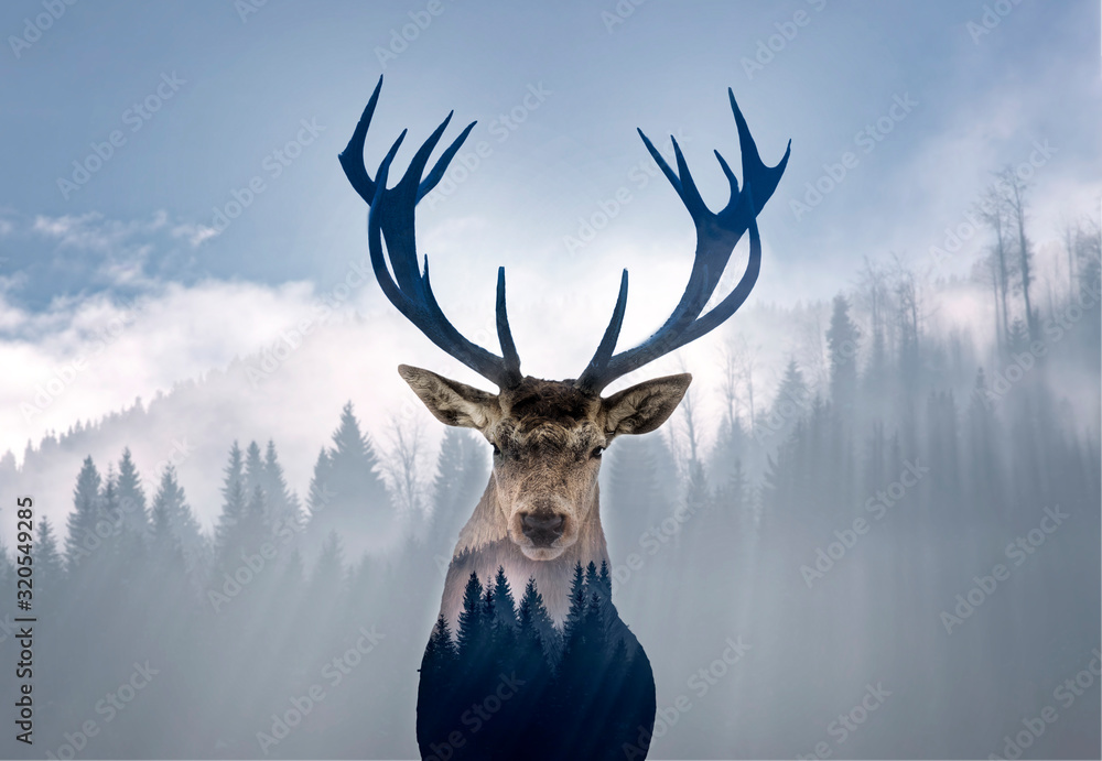 Obraz na płótnie Red deer and the misty forest