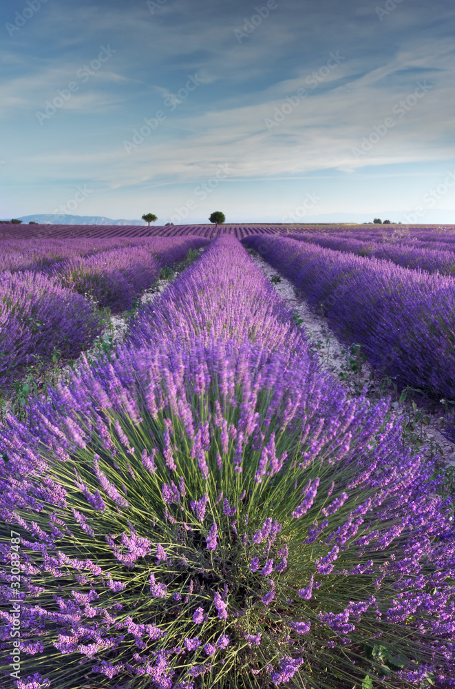 Fototapeta Lavender field in Provence