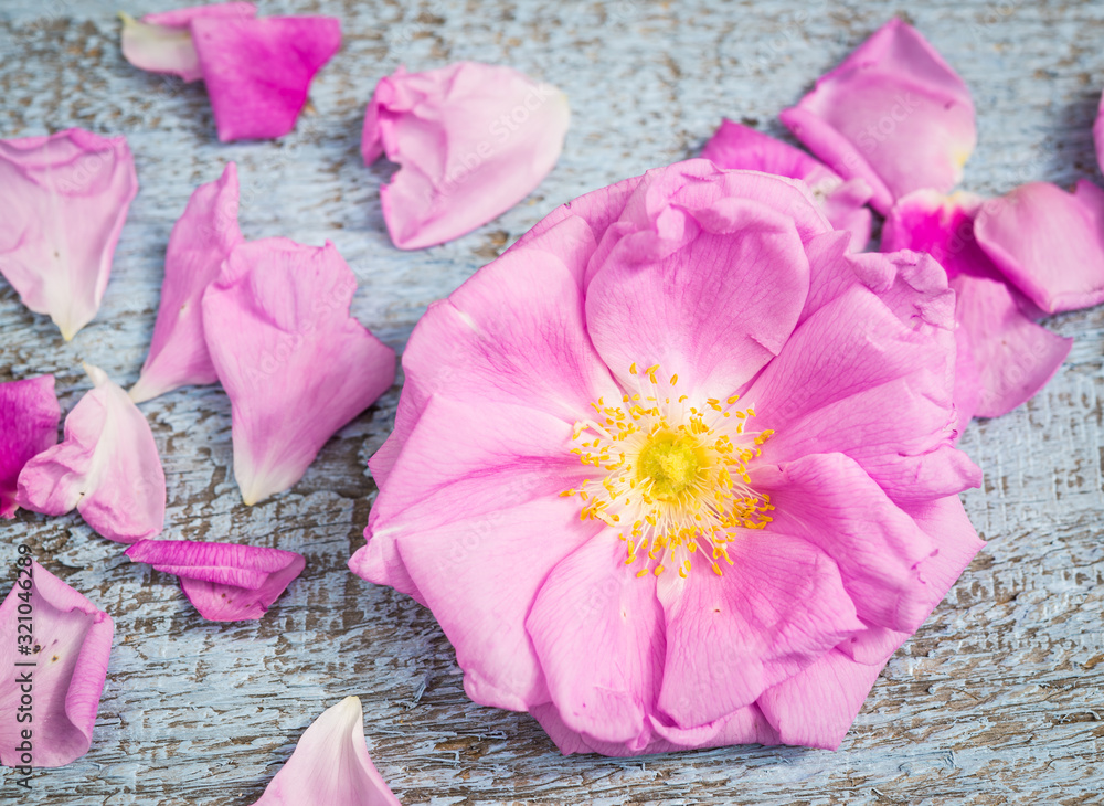 Obraz Tryptyk Pink Rose and Petals on an