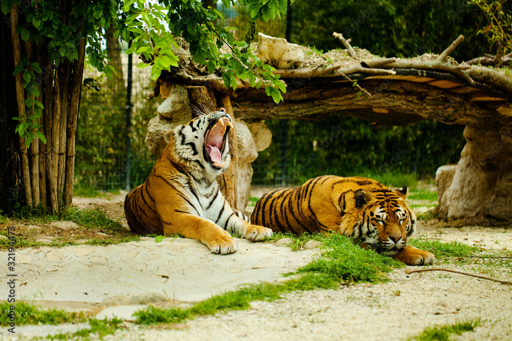 Obraz Kwadryptyk tigre