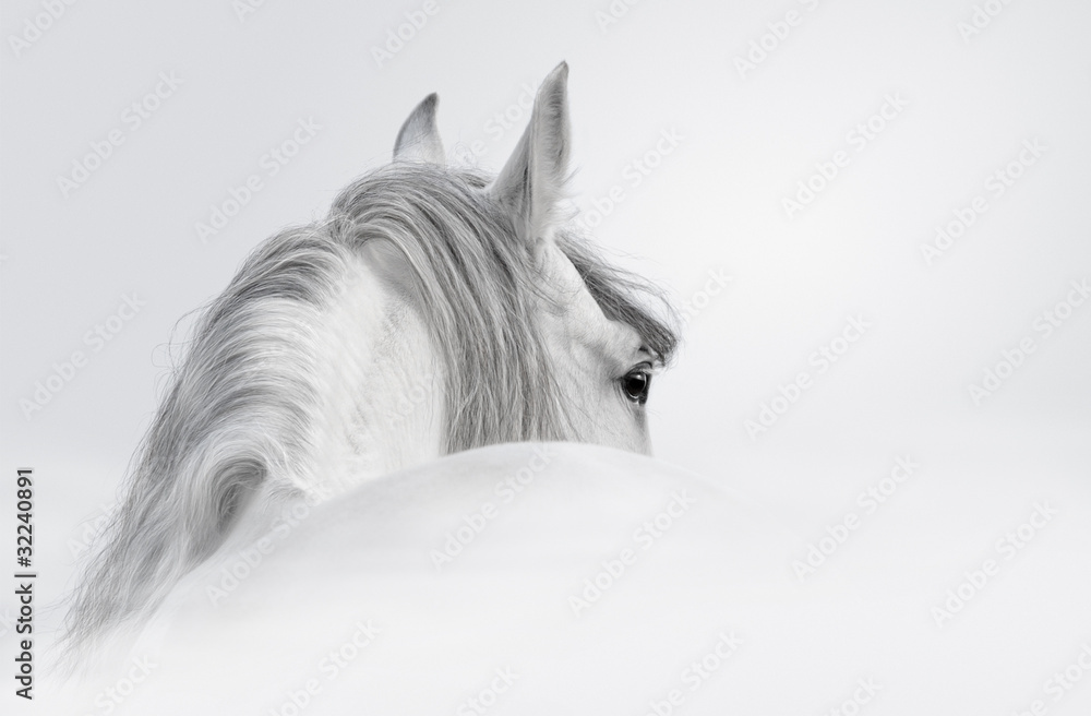 Obraz na płótnie Andalusian horse in a mist