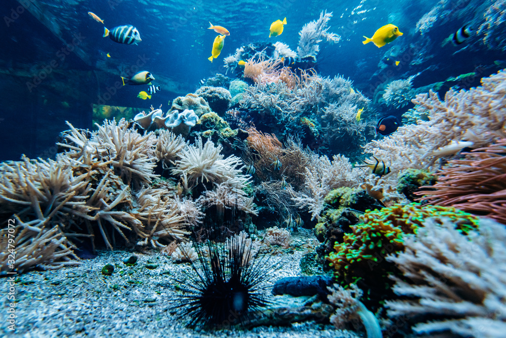 Obraz Tryptyk Colorful underwater offshore