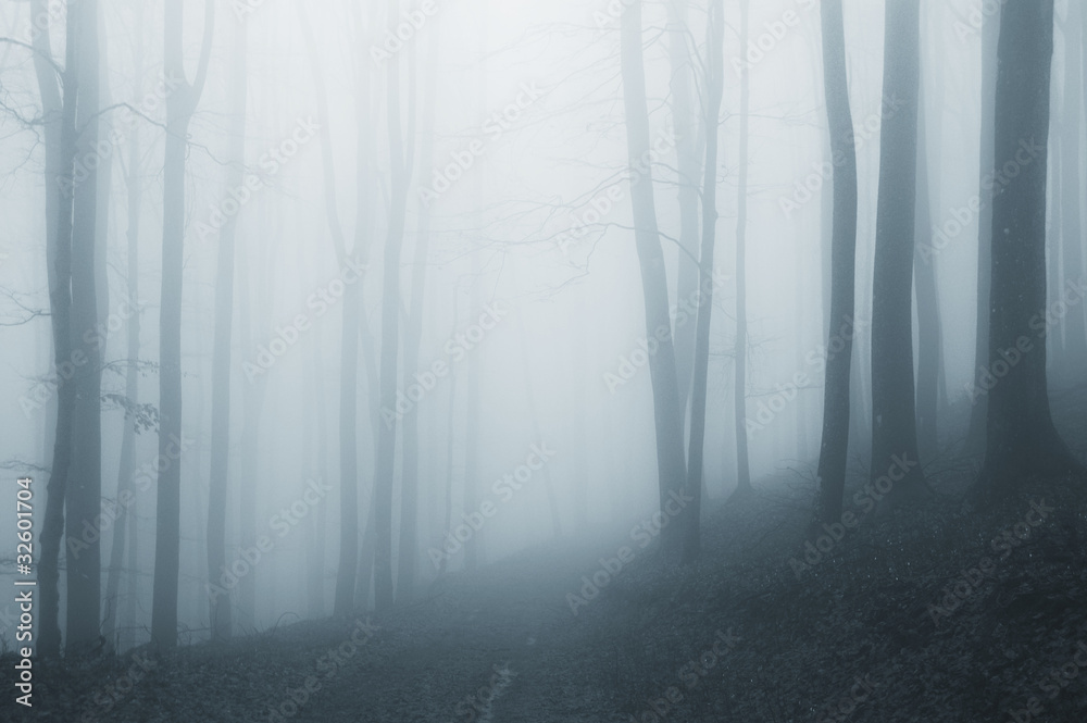 Obraz Tryptyk misty forest after rain