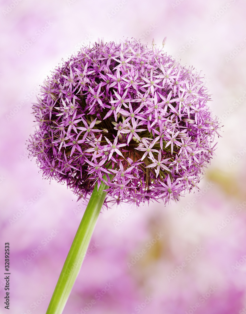 Fototapeta Allium, Purple garlic flowers