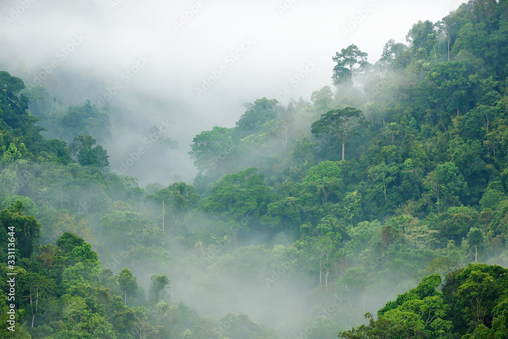 Obraz Pentaptyk rainforest morning fog