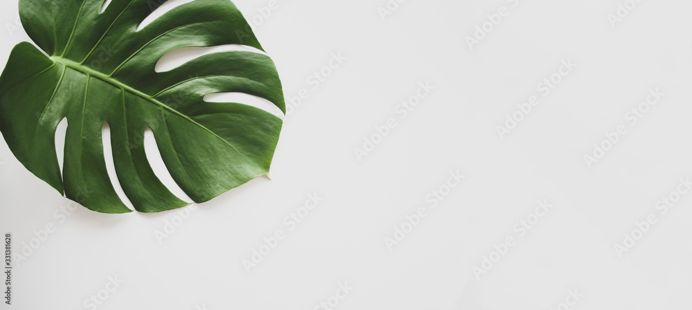 Obraz Tryptyk Monstera leaf background