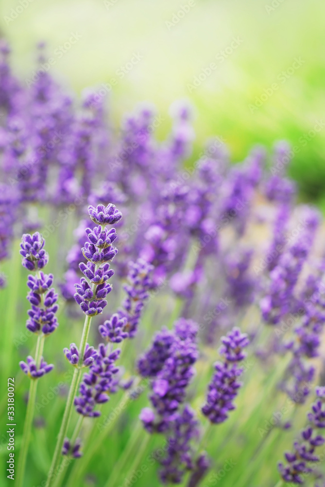 Fototapeta Lavender Flowers