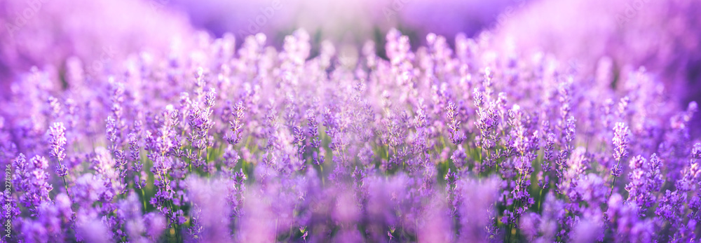 Obraz Tryptyk Panoramic purple lavender