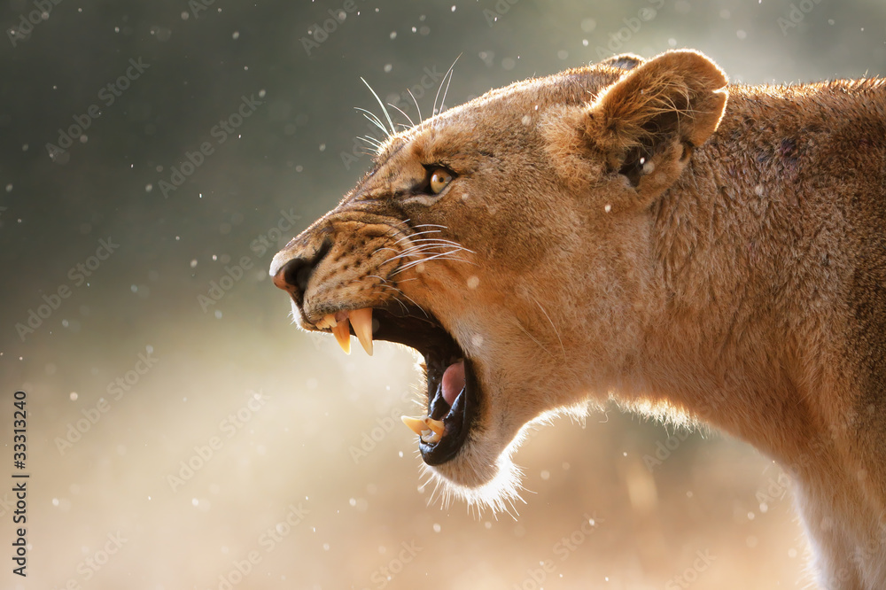 Fototapeta Lioness displaying dangerous