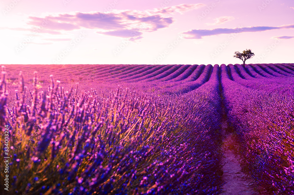 Obraz Tryptyk Lavender fields at sunset near