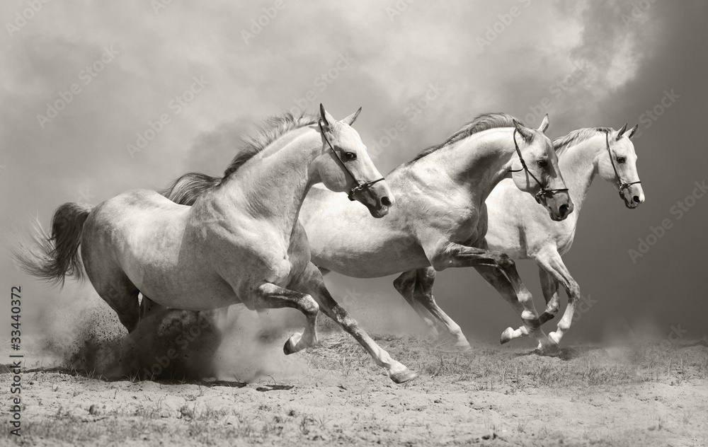 Obraz Tryptyk white horses in dust