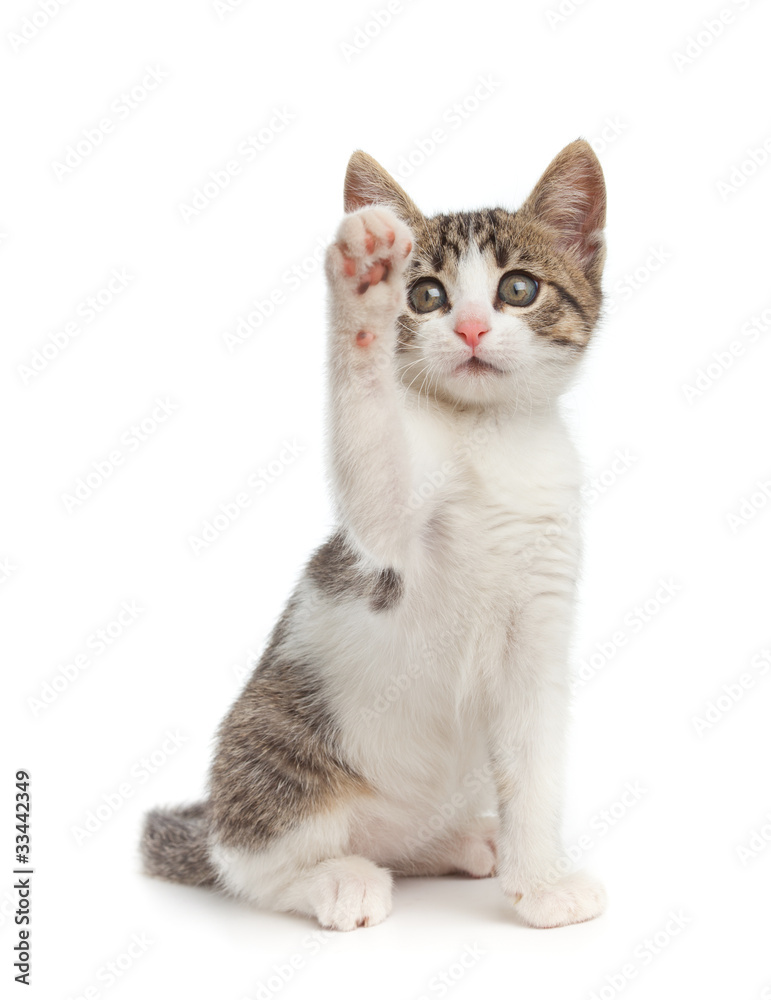 Obraz Tryptyk Cute kitten give high five -