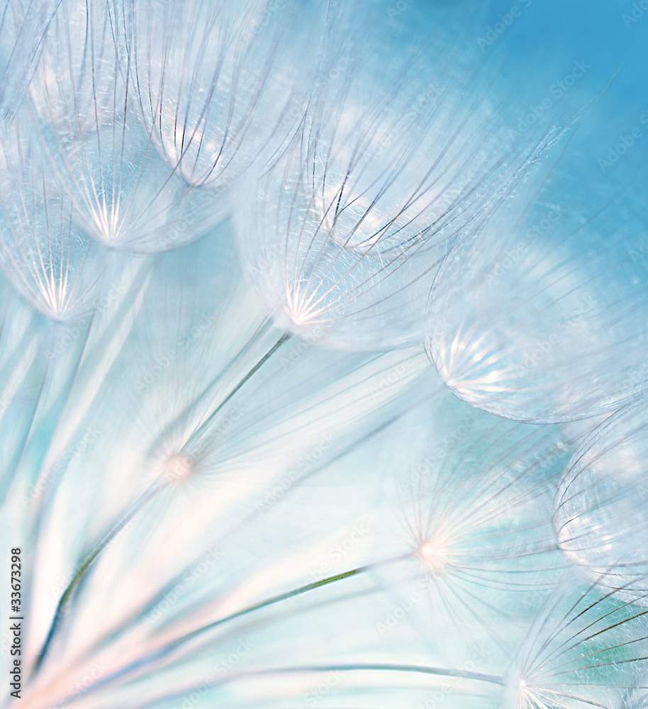 Obraz na płótnie Abstract dandelion flower