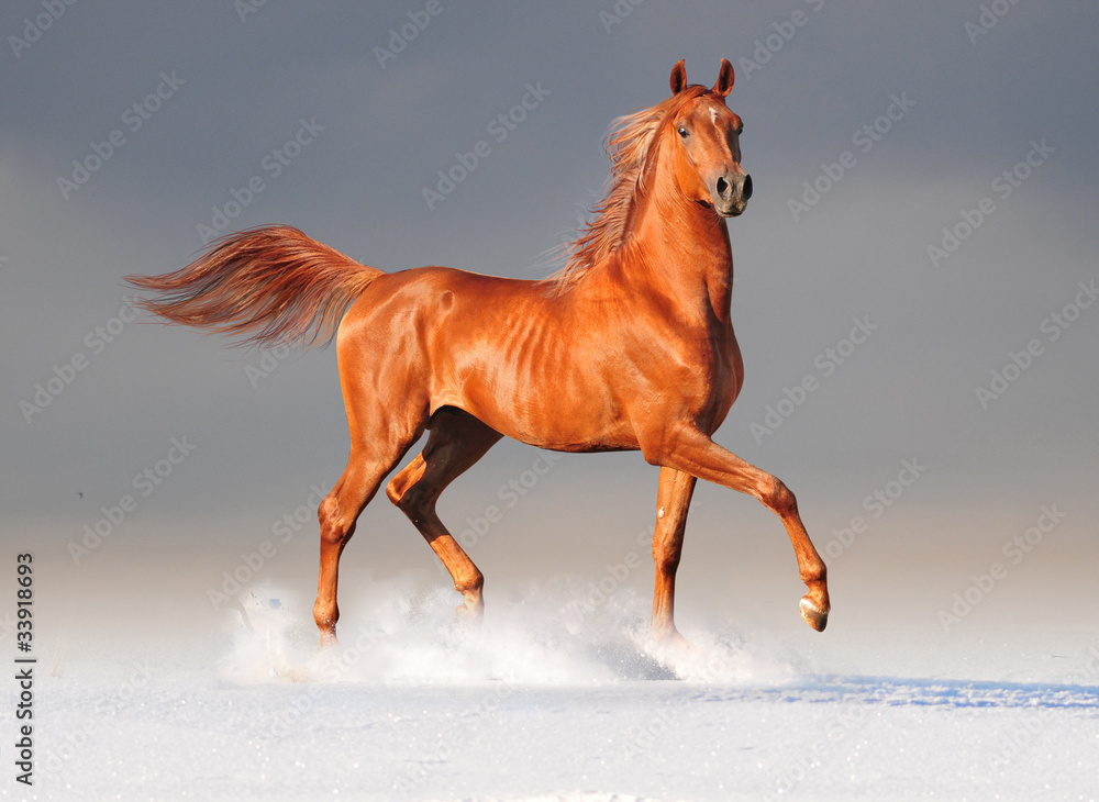 Obraz Tryptyk arabian horse in winter