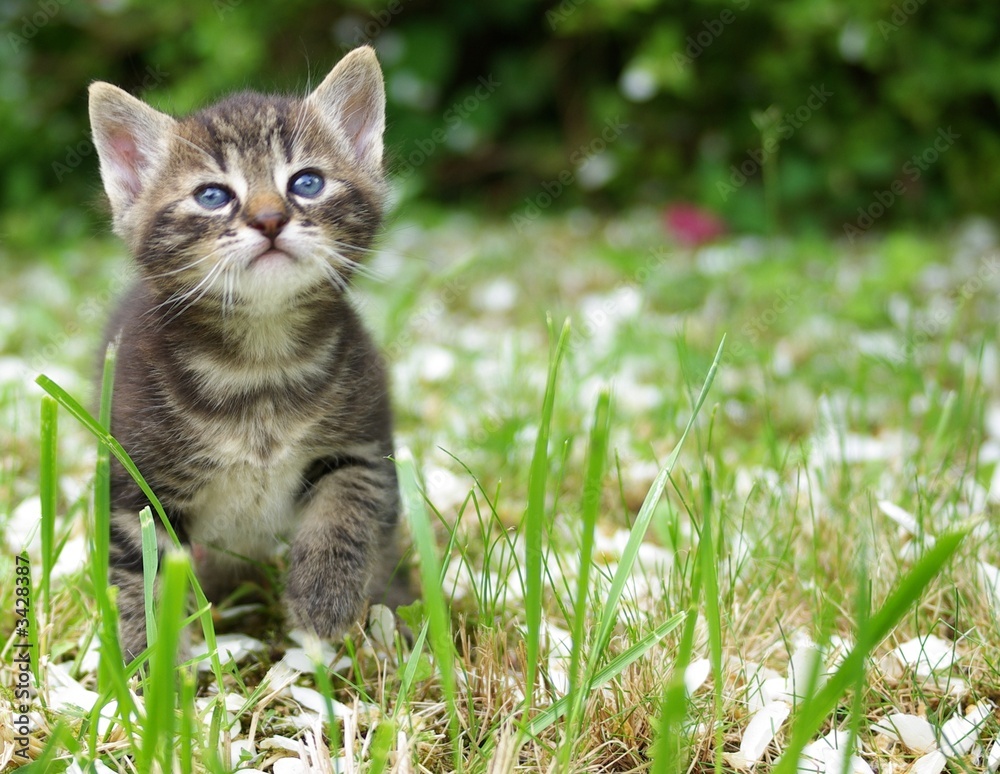 Obraz Tryptyk chaton tigré dans l'herbe