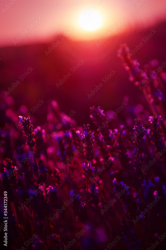 Obraz na płótnie Lavender flowers at sunset in