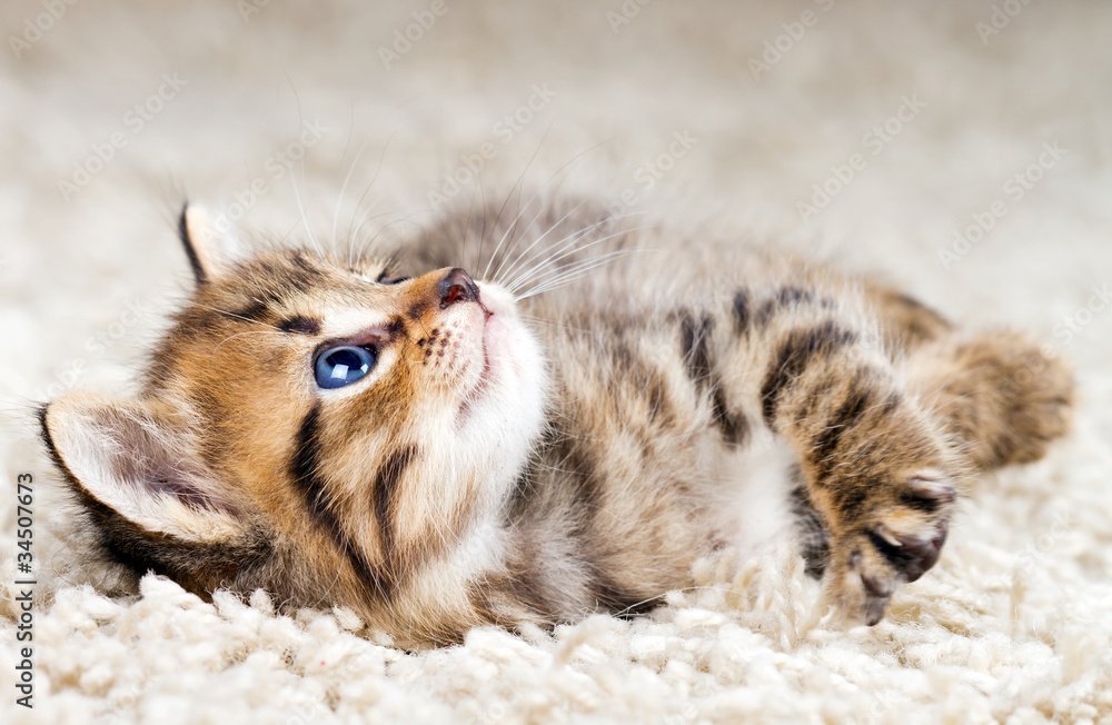 Fototapeta Funny kitten in carpet