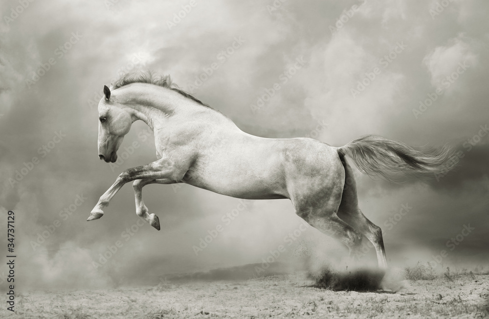 Fototapeta silver-white stallion on black