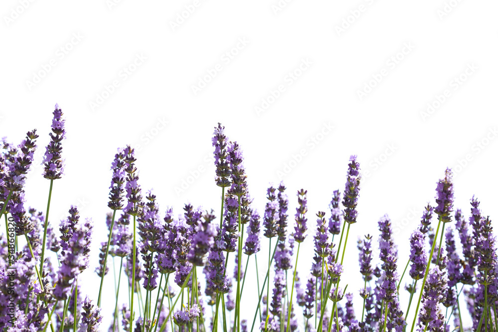 Obraz Tryptyk Purple lavender flowers