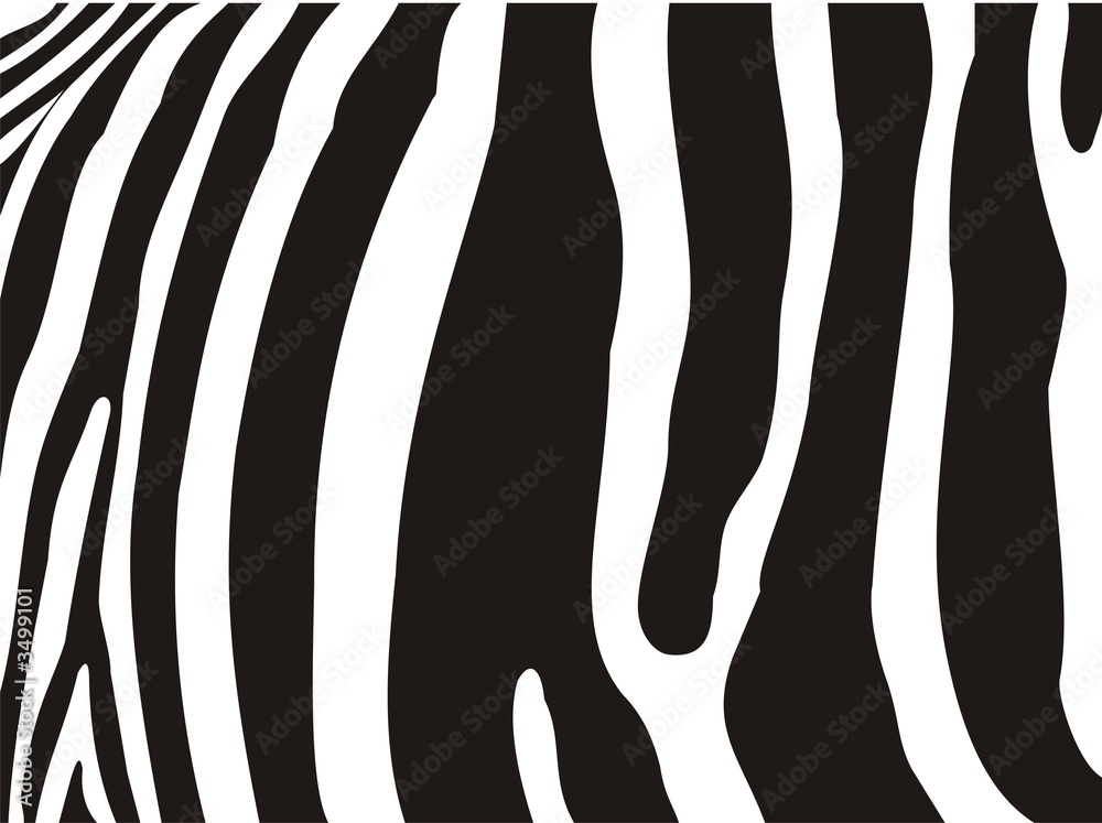 Fototapeta Zebra pattern - Detail of