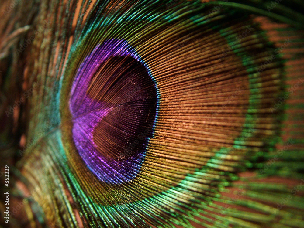 Obraz Tryptyk peacock, feather