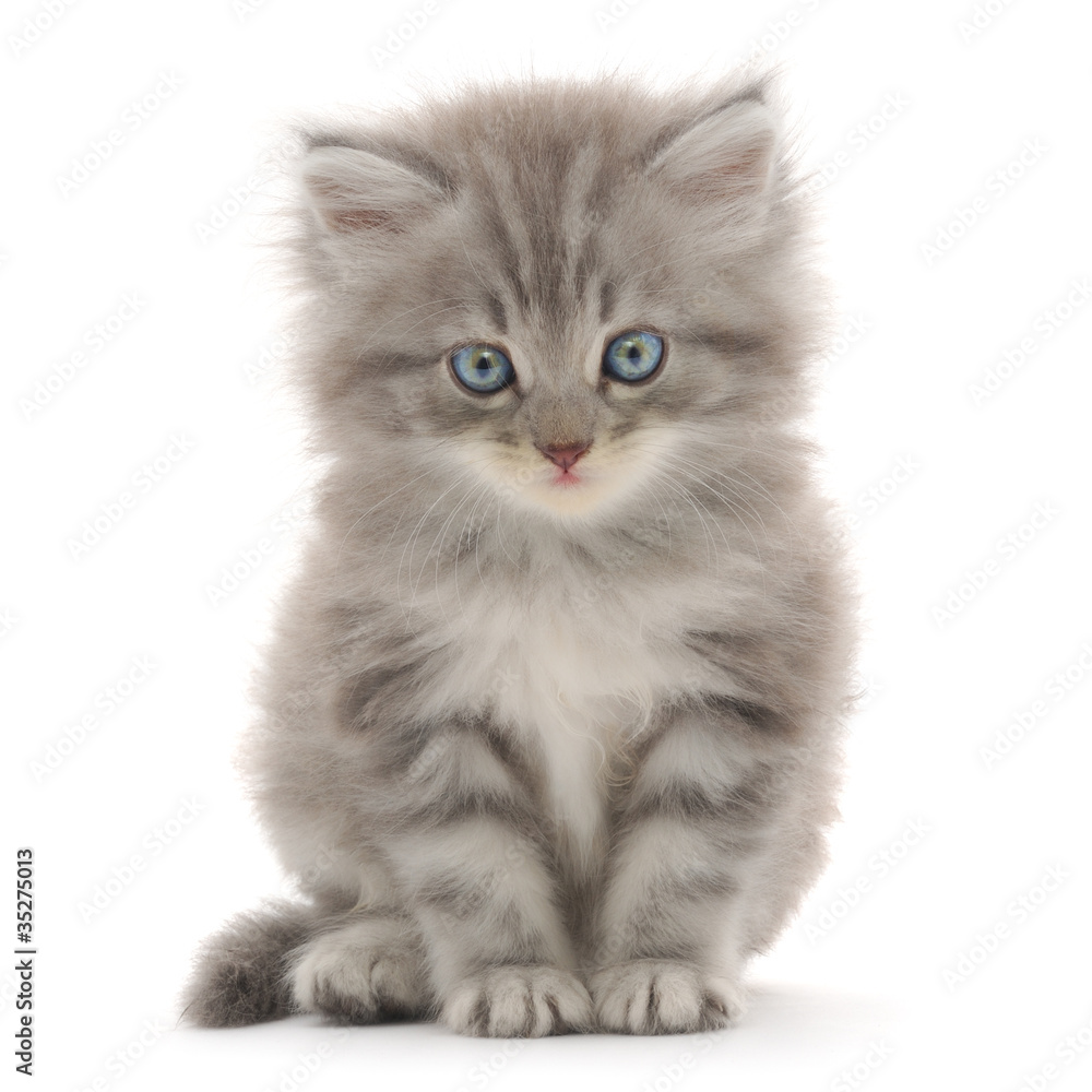 Obraz Tryptyk Kitten on a white background