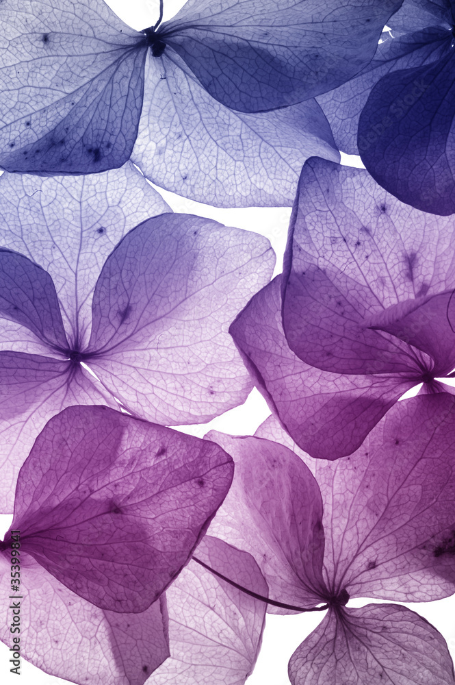 Obraz Tryptyk colorful flower petal closeup