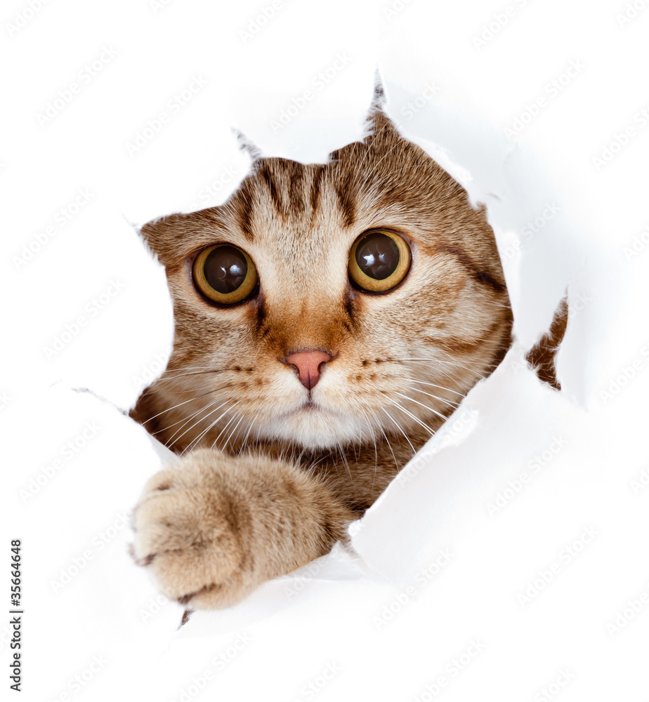Obraz Pentaptyk cat looking up in paper side