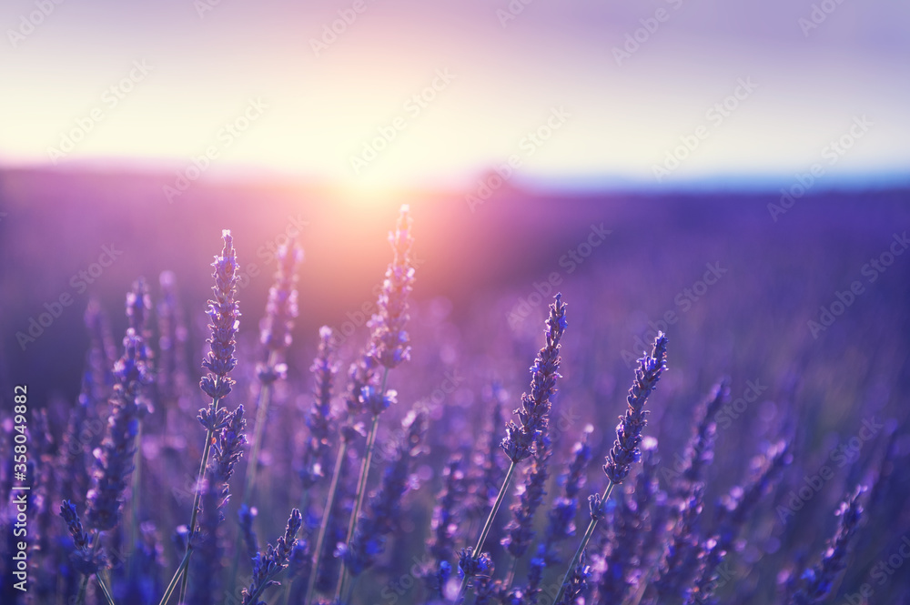 Obraz Tryptyk Lavender flowers at sunset in