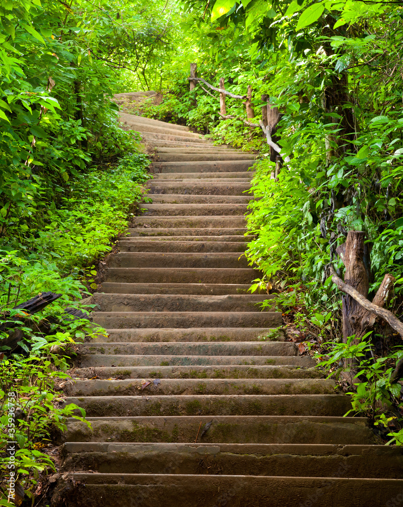 Fototapeta Stairway to forest