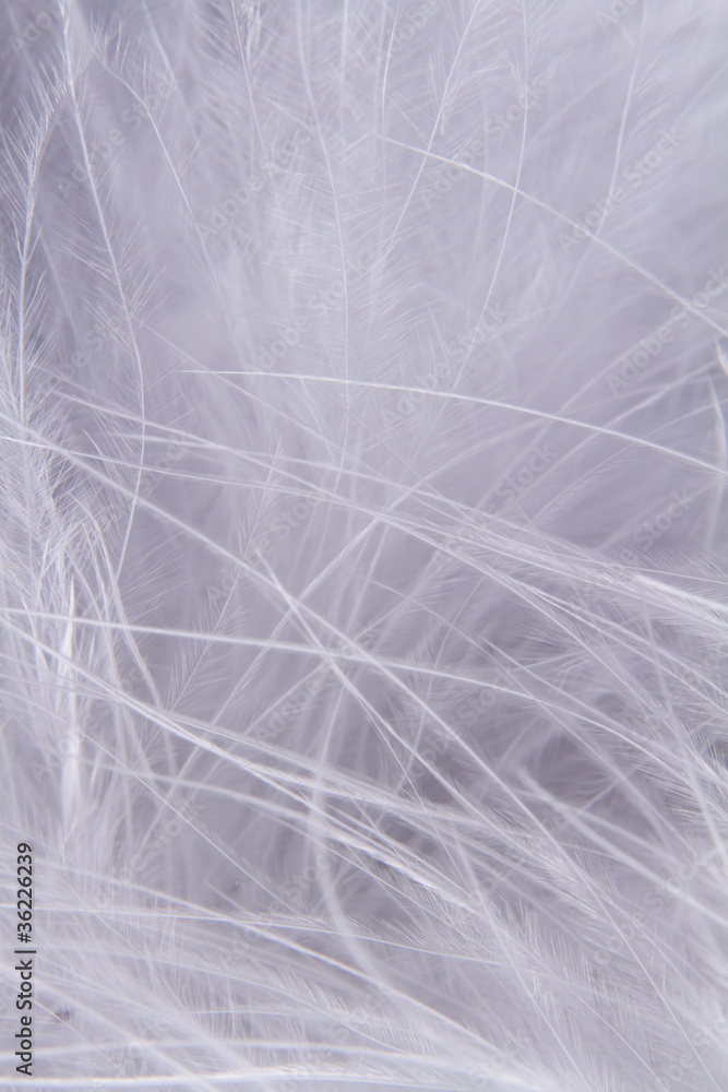 Fototapeta White feathers background