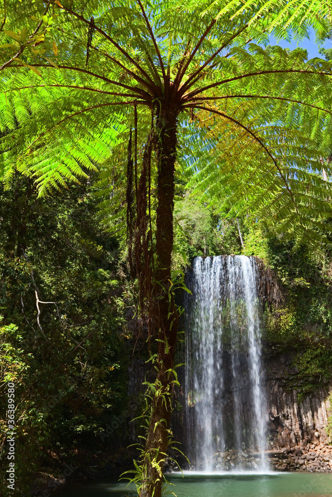 Fototapeta tree fern and waterfall in