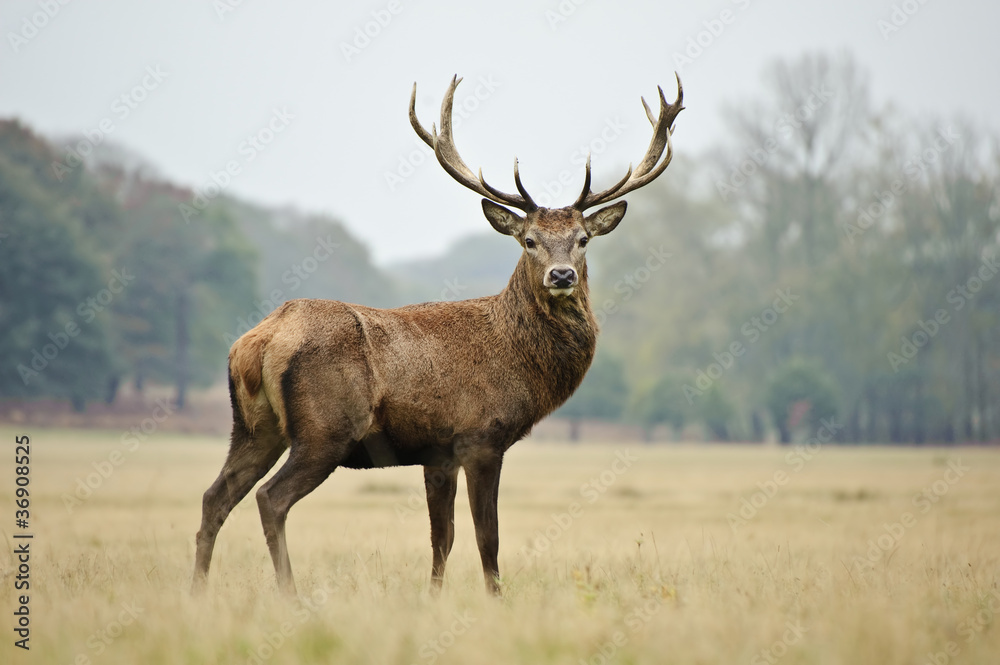 Obraz Kwadryptyk Portrait of majestic red deer