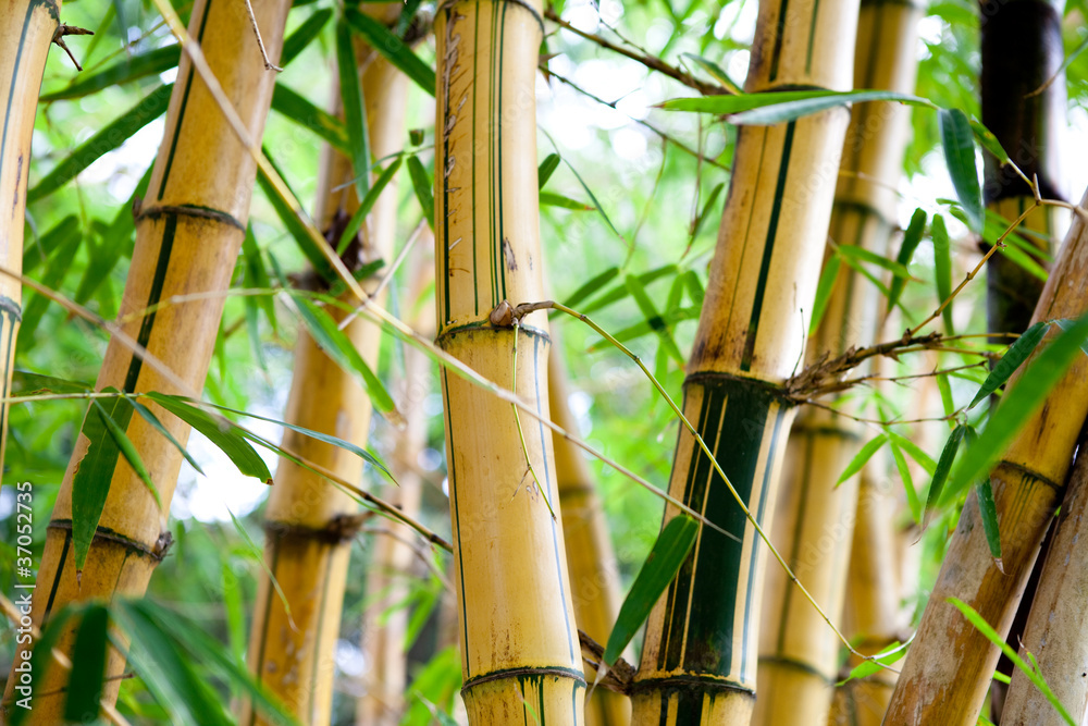 Fototapeta bamboo forest