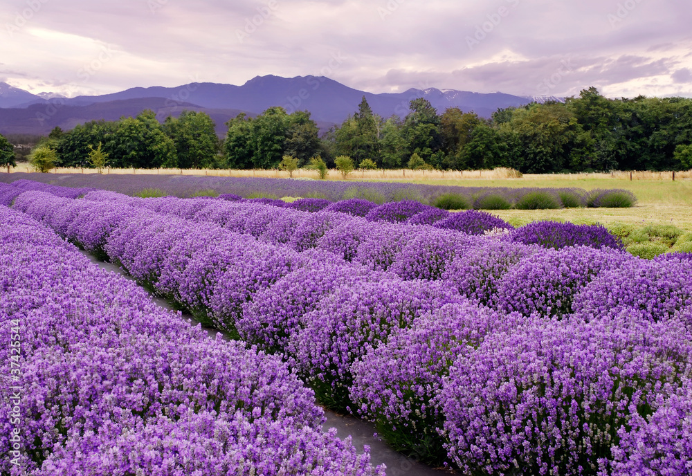 Obraz Tryptyk Lavender Farm in Sequim,