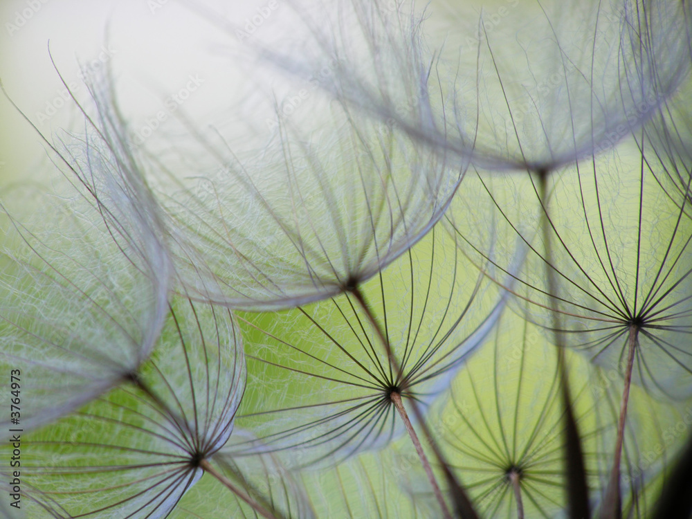 Obraz Kwadryptyk dandelion seed