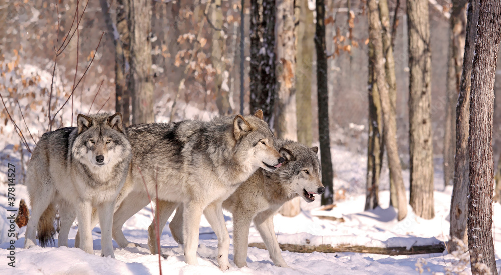 Obraz Kwadryptyk meutes de loups