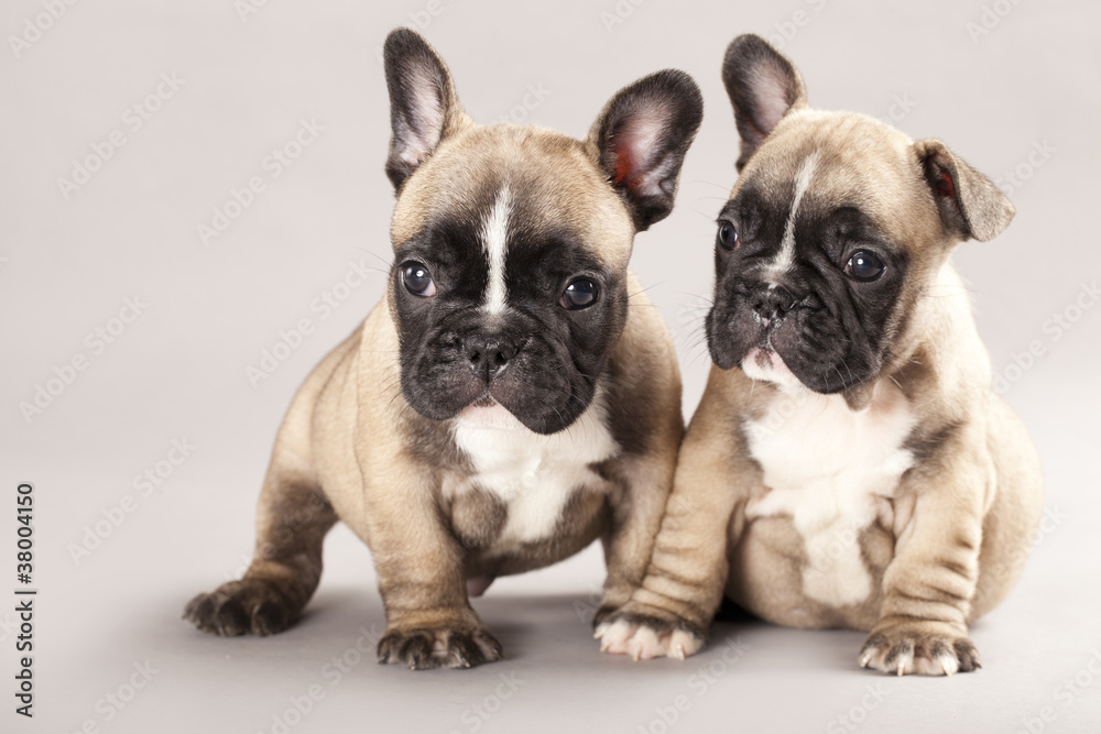 Obraz Tryptyk French bulldogs Puppies