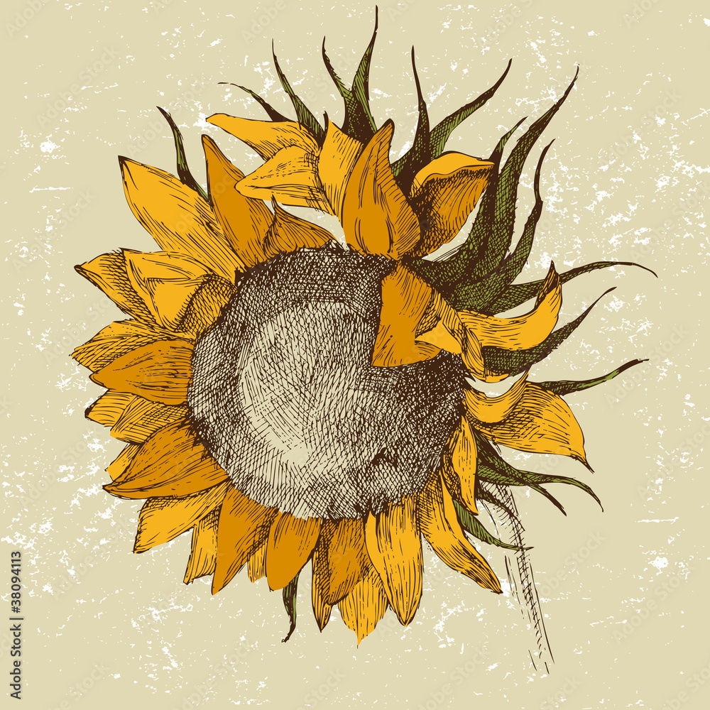 Fototapeta hand drawn sunflower