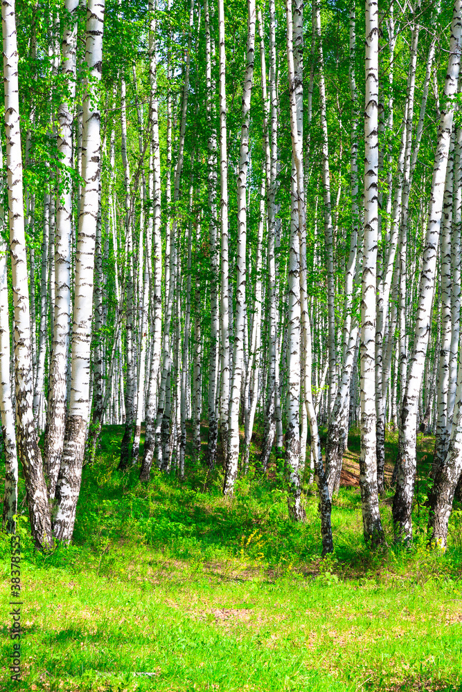 Obraz Pentaptyk Birch forest