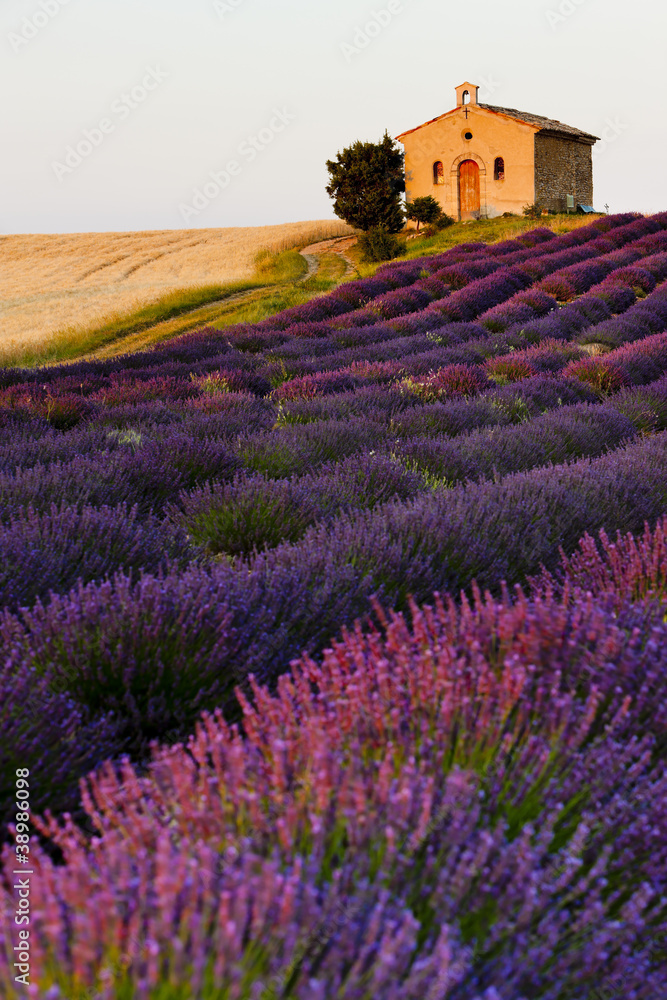 Fototapeta chapel with lavender and grain