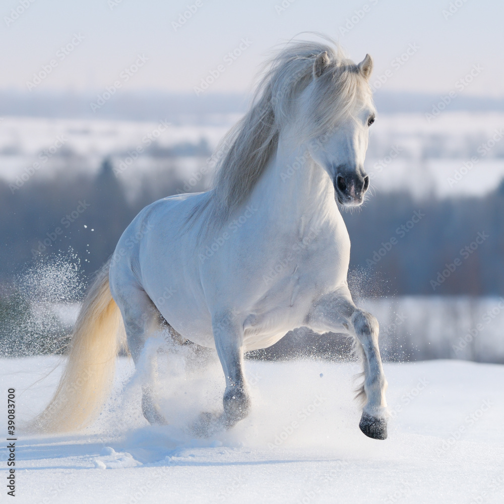 Obraz na płótnie Galloping white horse