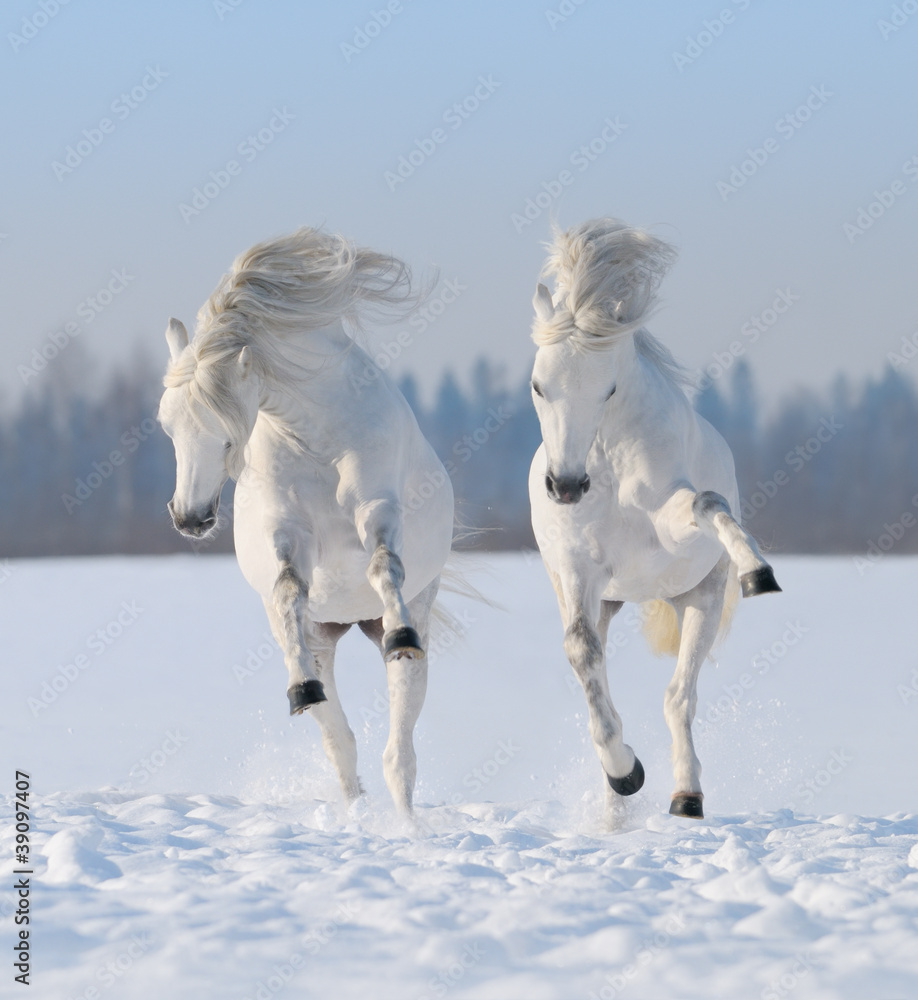 Obraz Tryptyk Two galloping snow-white